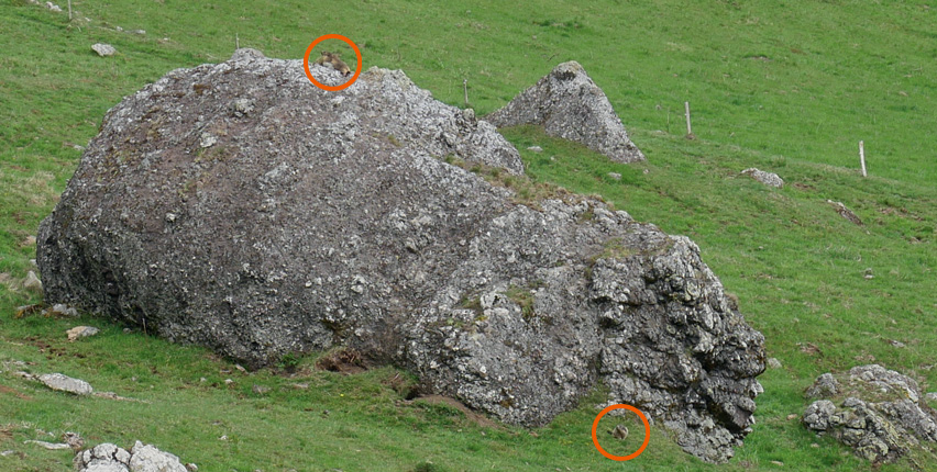 Frédéric Lavachery  - cirque des Boutières - marmottes - écotourisme - découverte Haute-Loire - Département de la Haute-Loire - Haute-Loire tourisme - Auvergne-Rhône-Alpes - Myhauteloire