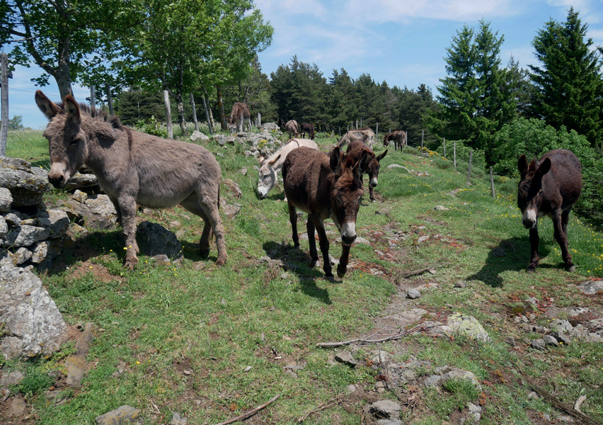 Elevage d'ânes - rencontre insolite - écotourisme - tourisme vert - Saint Front - Haute-Loire - Département de la Haute-Loire - Haute-Loire tourisme - Auvergne-Rhône-Alpes - randonnée Haute-Loire