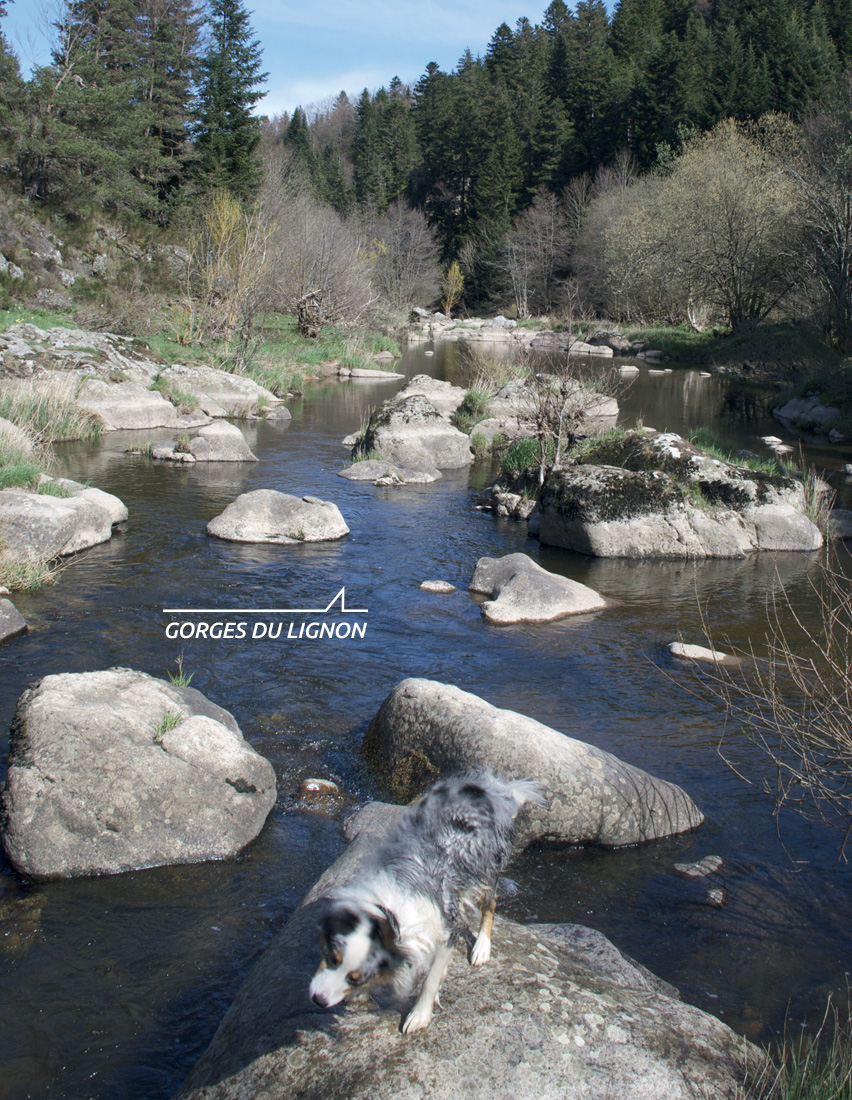 Baignade - Cascade - Plage - rivière -  gorges du Lignon - Le Chambon sur Lignon - - Haute-Loire -  tourisme vert - Département de la Haute-Loire - Haute-Loire tourisme - Auvergne-Rhône-Alpes - Myhauteloire