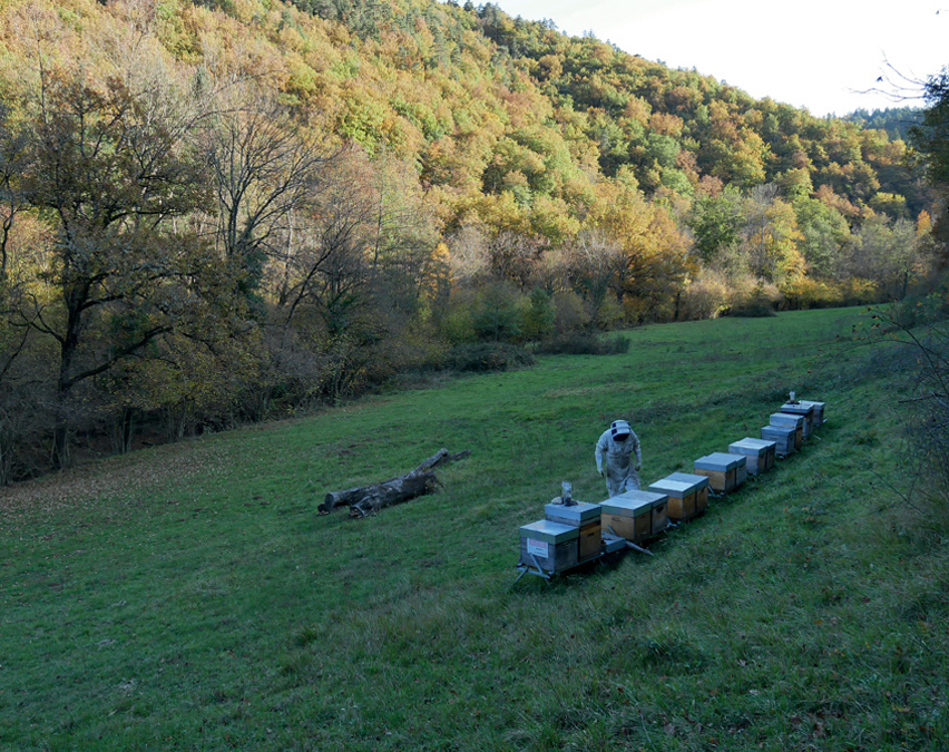 Apiculture - Artisan professionnel - abeilles - miel d'auvergne - 43300 Vissac-Auteyrac - Région Haute-Loire - Département de la Haute-Loire - Haute-Loire tourisme - Auvergne-Rhône-Alpes - Myhauteloire