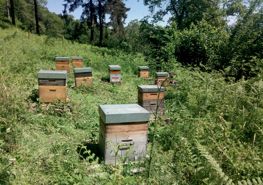 Apiculture - ruches d'Haute-Loire - abeilles - miel d'auvergne - 43300 Vissac-Auteyrac - Région Haute-Loire - Département de la Haute-Loire - Haute-Loire tourisme - Auvergne-Rhône-Alpes - Myhauteloire