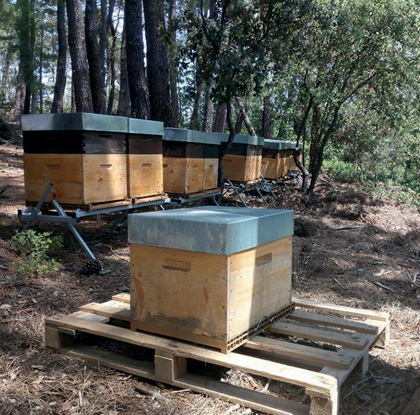 Apiculture - Artisan professionnel - abeilles - miel d'auvergne - 43300 Vissac-Auteyrac - Région Haute-Loire - Département de la Haute-Loire - Haute-Loire tourisme - Auvergne-Rhône-Alpes - Myhauteloire