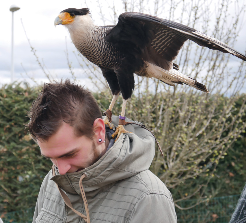 fauconnier - rapaces - saint-maurice-de-lignon 43200 - spectacles de rapaces - fauconnerie - passion - divertissement Haute-Loire - expérience insolite - Ecotourisme - tourisme passif - haute-loire - auvergne - myhauteloire - auvergnerhonealpes - regionauvergne - auvergnelife - région Haute-Loire - 43