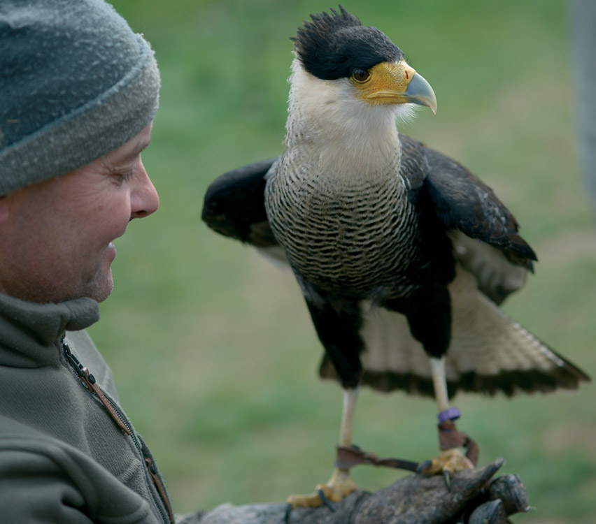 fauconnier - rapaces - saint-maurice-de-lignon 43200 - spectacles de rapaces - fauconnerie - passion - divertissement Haute-Loire - expérience insolite - Ecotourisme - tourisme passif - haute-loire - auvergne - myhauteloire - auvergnerhonealpes - regionauvergne - auvergnelife - région Haute-Loire - 43