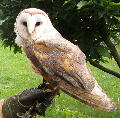 fauconnier - rapaces - saint-maurice-de-lignon 43200 - spectacles de rapaces - fauconnerie - passion - divertissement Haute-Loire - expérience insolite - Ecotourisme - tourisme passif - haute-loire - auvergne - myhauteloire - auvergnerhonealpes - regionauvergne - auvergnelife - région Haute-Loire - 43