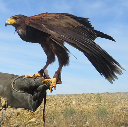 fauconnier - rapaces - saint-maurice-de-lignon 43200 - spectacles de rapaces - fauconnerie - passion - divertissement Haute-Loire - expérience insolite - Ecotourisme - tourisme passif - haute-loire - auvergne - myhauteloire - auvergnerhonealpes - regionauvergne - auvergnelife - région Haute-Loire - 43