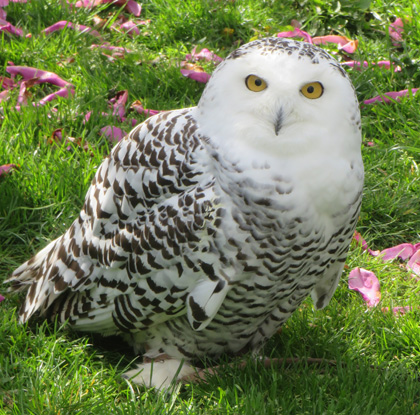 fauconnier - rapaces - saint-maurice-de-lignon 43200 - spectacles de rapaces - fauconnerie - passion - divertissement Haute-Loire - expérience insolite - Ecotourisme - tourisme passif - haute-loire - auvergne - myhauteloire - auvergnerhonealpes - regionauvergne - auvergnelife - région Haute-Loire - 43