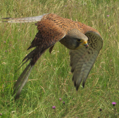 fauconnier - rapaces - saint-maurice-de-lignon 43200 - spectacles de rapaces - fauconnerie - passion - divertissement Haute-Loire - expérience insolite - Ecotourisme - tourisme passif - haute-loire - auvergne - myhauteloire - auvergnerhonealpes - regionauvergne - auvergnelife - région Haute-Loire - 43