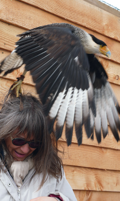 fauconnier - rapaces - saint-maurice-de-lignon 43200 - spectacles de rapaces - fauconnerie - passion - divertissement Haute-Loire - expérience insolite - Ecotourisme - tourisme passif - haute-loire - auvergne - myhauteloire - auvergnerhonealpes - regionauvergne - auvergnelife - région Haute-Loire - 43