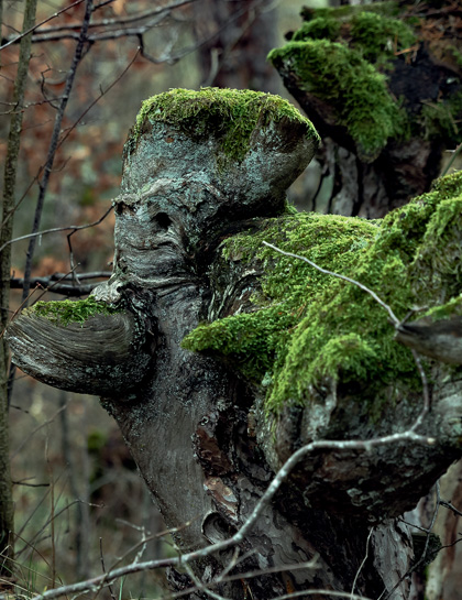 esprit de la forêt - Myhauteloire - Département de la Haute-Loire -  Auvergne-Rhône-Alpes